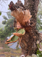 Platycerium elephantotis