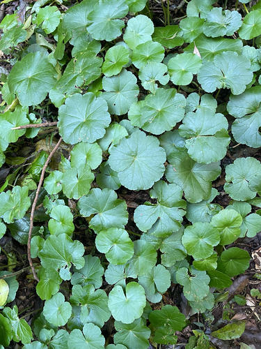 Hydrocotyle pedicellosa observed 2026-09-13