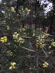 Acacia iteaphylla