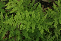 Athyrium brevifrons