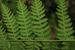 Athyrium brevifrons