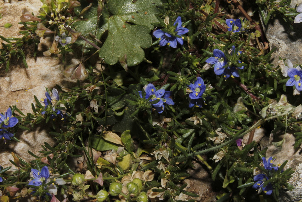 Triangulicapsula