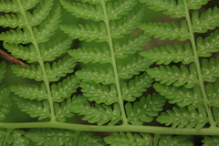 Athyrium brevifrons