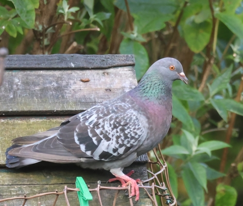 Feral Pigeon