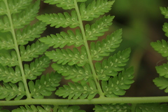 Athyrium brevifrons