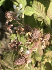 Rubus × loganobaccus