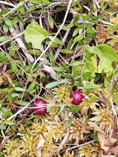 Vaccinium oxycoccos, photograph 3