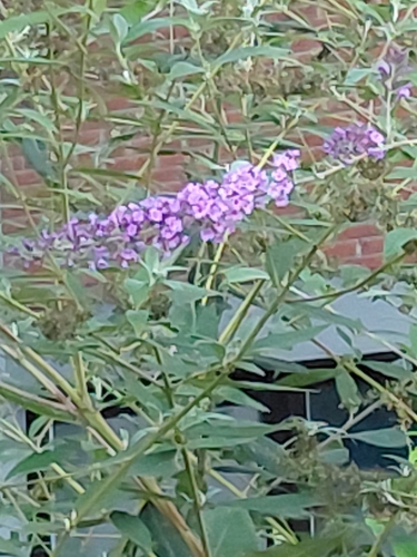 Butterfly bush