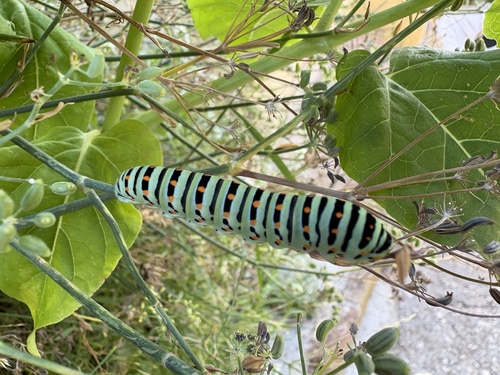 Old World Swallowtail