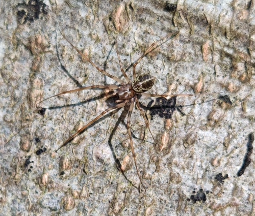 Invisible Spider