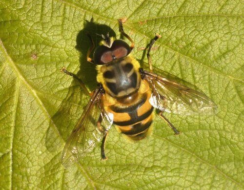 Yellow-haired Sun Fly