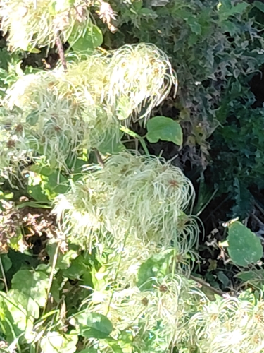 Old man's beard