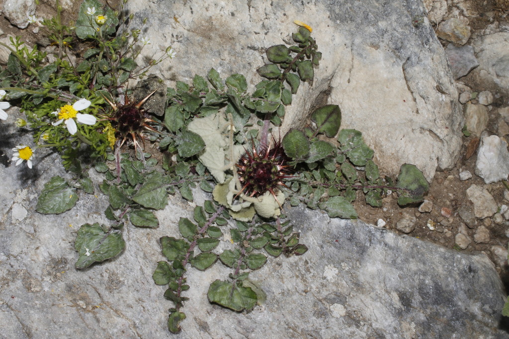d'Urville's Star-thistle