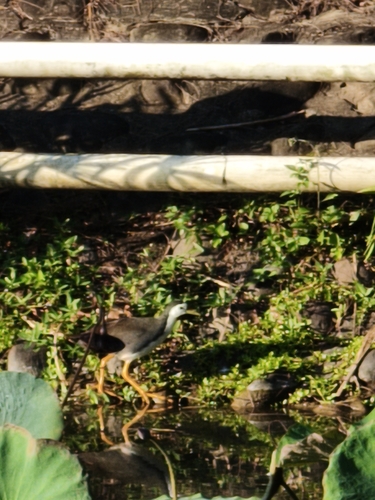 White-breasted Waterhen