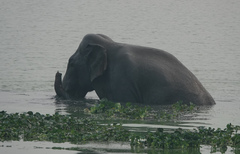 Elephas maximus indicus