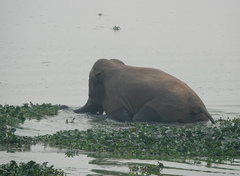 Elephas maximus indicus