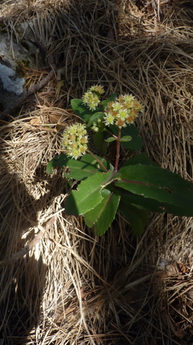 Great Stonecrop