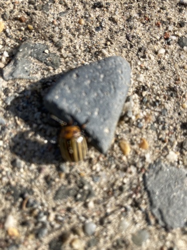 Colorado Potato Beetle