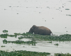 Elephas maximus indicus