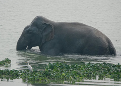 Elephas maximus indicus