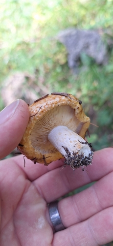 spotted milkcap