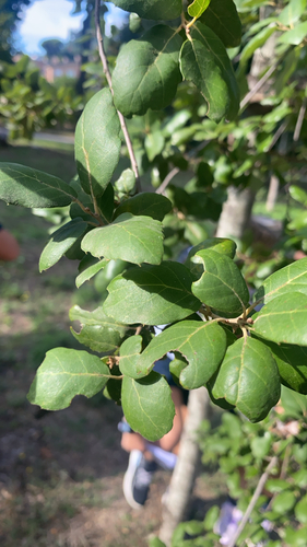 cork oak