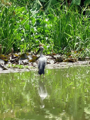 Asian Openbill