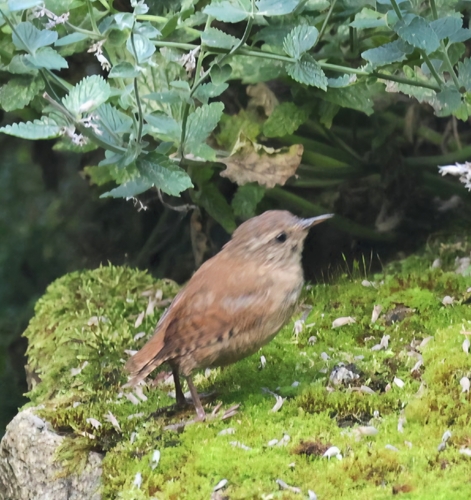 Eurasian Wren