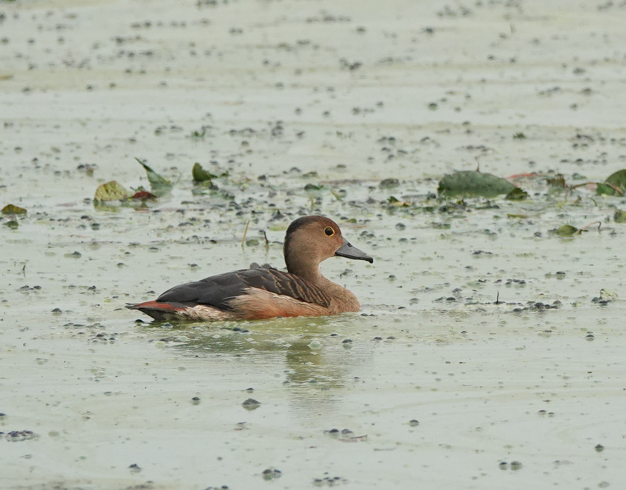 Lesser Whistling Duck