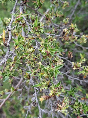 Cliffortia ruscifolia, photograph 3