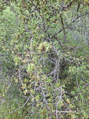 Cliffortia ruscifolia, photograph (c) William Keenan, some rights reserved (CC BY)