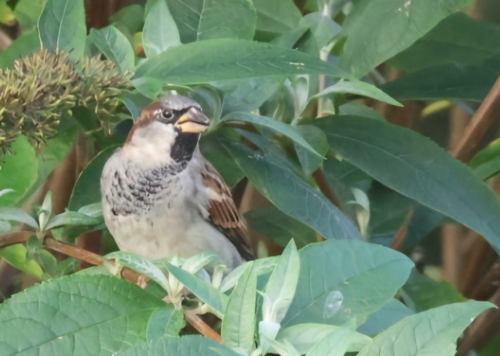 House Sparrow