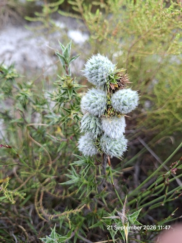 Cliffortia ruscifolia