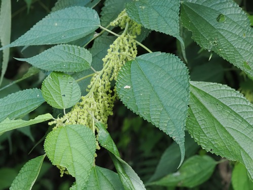 Boehmeria nivea