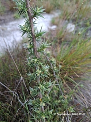 Cliffortia ruscifolia, photograph (c) William Keenan, some rights reserved (CC BY)