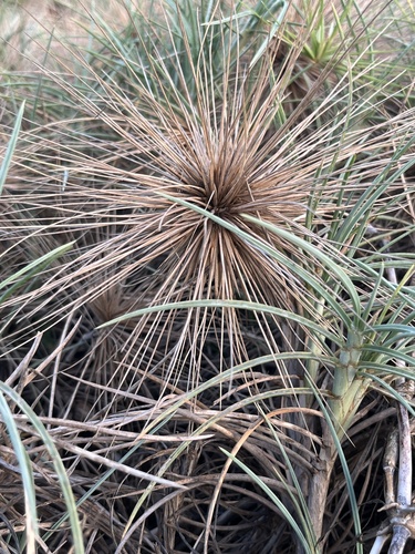 Spinifex littoreus observed 2026-09-11