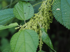 Boehmeria nivea, photograph (c) ITÔ, Hiroki, some rights reserved (CC BY)