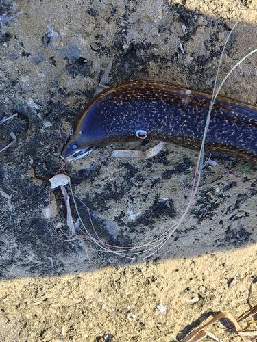 Mediterranean Moray
