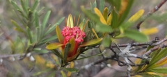 Lambertia formosa