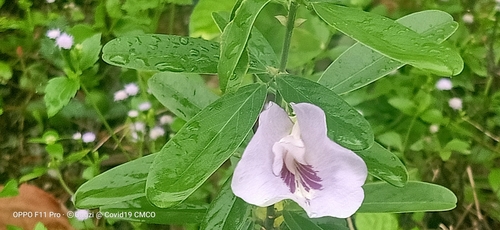 Image of Clitoria laurifolia by (c) Ong Jyh Seng, some rights reserved (CC BY-SA)