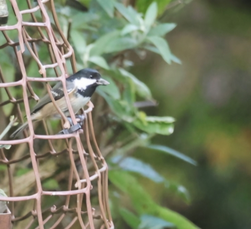 Coal Tit