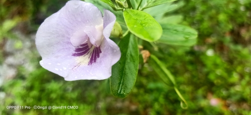 Image of Clitoria laurifolia by (c) Ong Jyh Seng, some rights reserved (CC BY-SA)