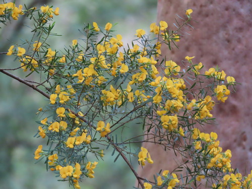 Pultenaea flexilis, photograph 1