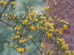 Pultenaea flexilis, photograph (c) ian_mcallan, some rights reserved (CC BY)