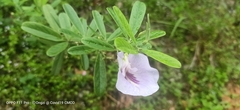 Clitoria mariana