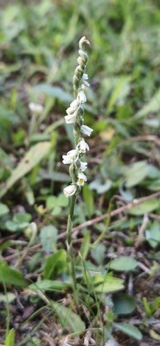 Spiranthes spiralis, photograph 6
