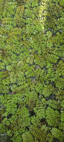 floating fern