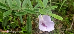 Clitoria mariana