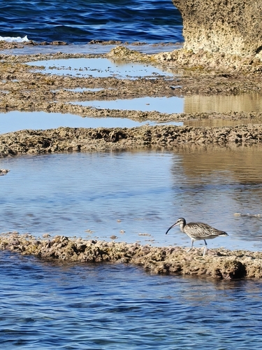 Eurasian Whimbrel