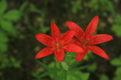 Lilium concolor partheneion